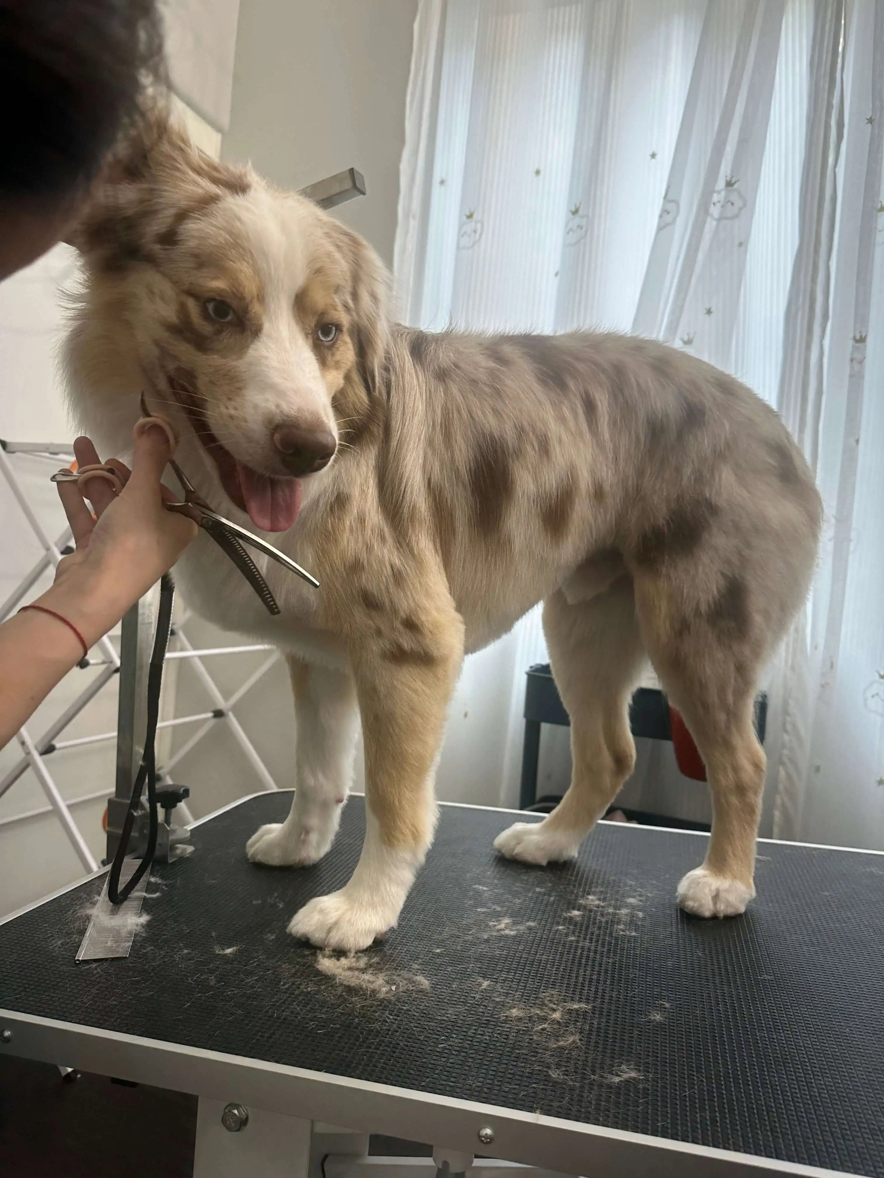 Best Dog Grooming in San Diego: YUPET's Pickup & Delivery Service