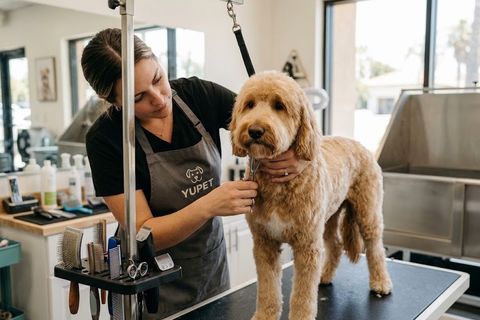 Professional dog grooming in San Diego by YUPET Grooming